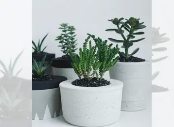 Vasos de cimento branco e preto com suculentas
